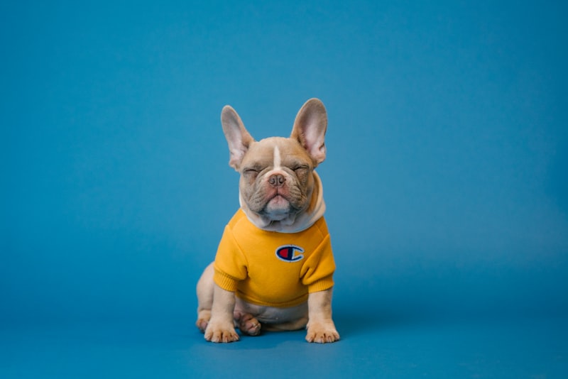 The Proven Health Benefits of Owning a Dog