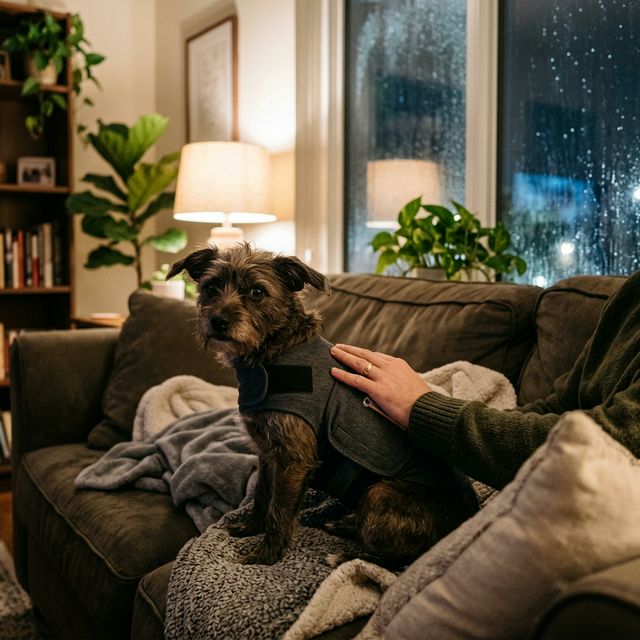 5 Best Calming Dog Beds Tested and Rated (2026)
