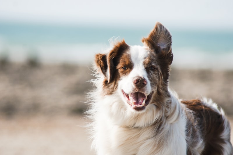 Raw Bones vs. Rawhide: Which Is Safe for Your Dog?