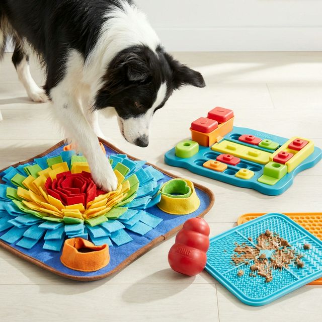 25 Common Household Dangers for Dogs You Might Not Know About
